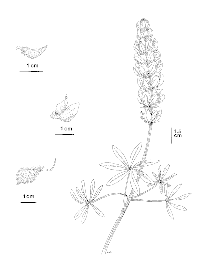 Lupinus milo-bakeri CDFW illustration by Mary Ann Showers, click for full-sized image